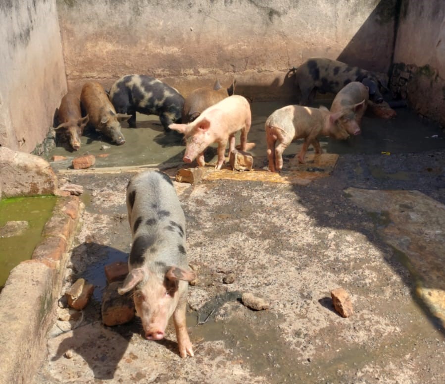 9 Suínos