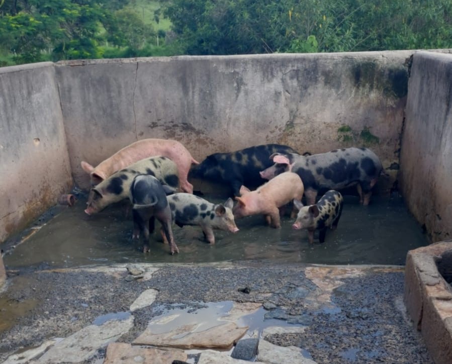 7 Suínos