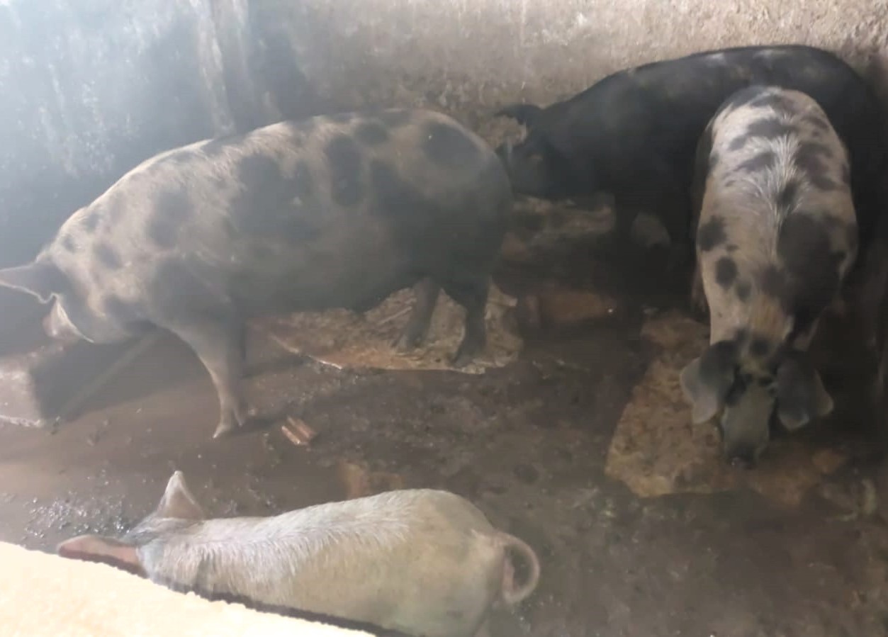 4 Suínos