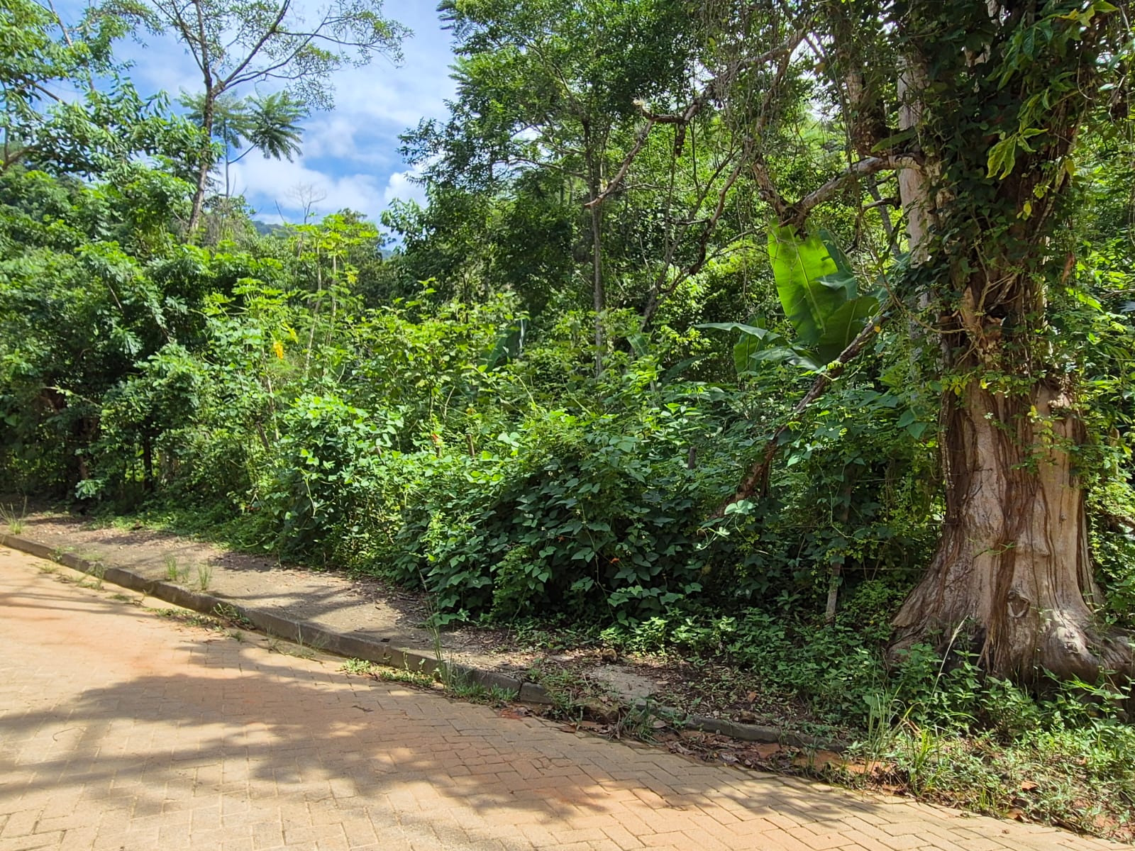 Terreno s/benfeitoria área 300m² - São Sebastião/SP
