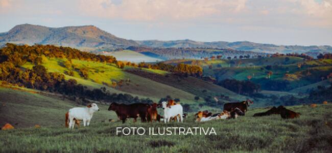 Fazenda 7,1625 hectares | Tupinambá, Indiaporã-SP